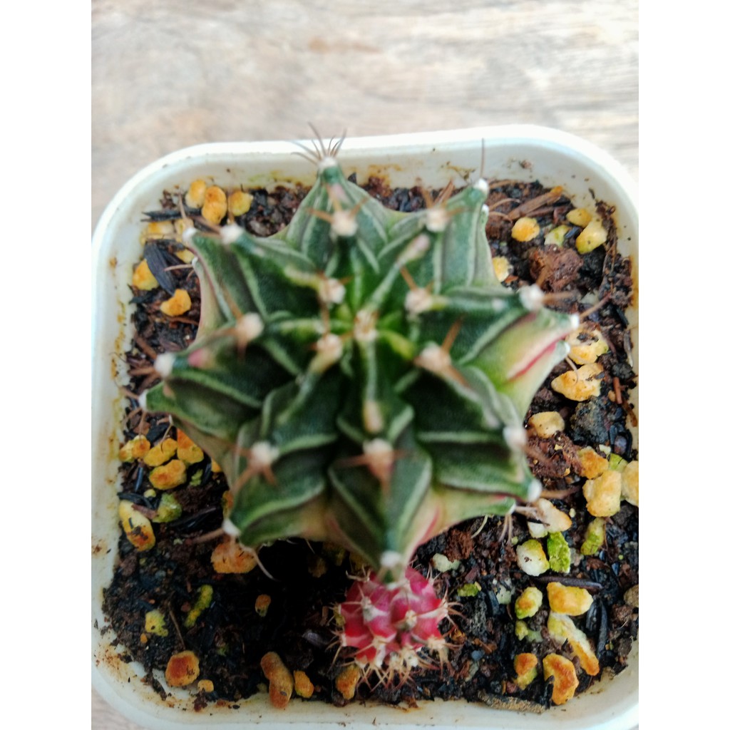 Gymno Miha Gymnocalycium Mihanovichii Starfire ownroot