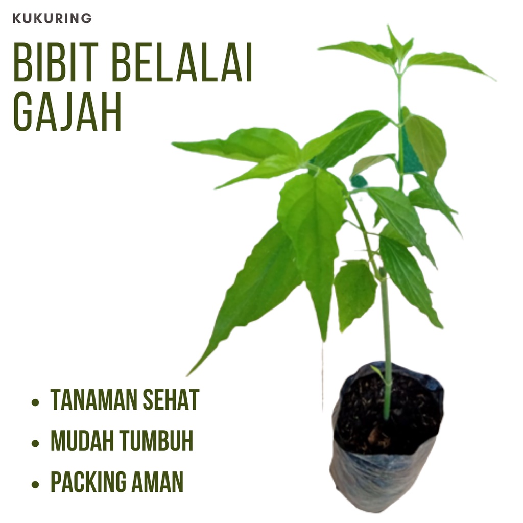 BIBIT Belalai Gajah SABAH SNAKE GRASS Polibag Siap Tanam