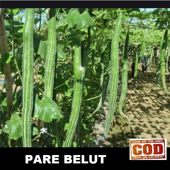 Bisa bayar di tempat - PARE  BELUT - 3 biji / bibit / benih PARE BELUT / PARE ULAR / PARE UNGGUL DAN