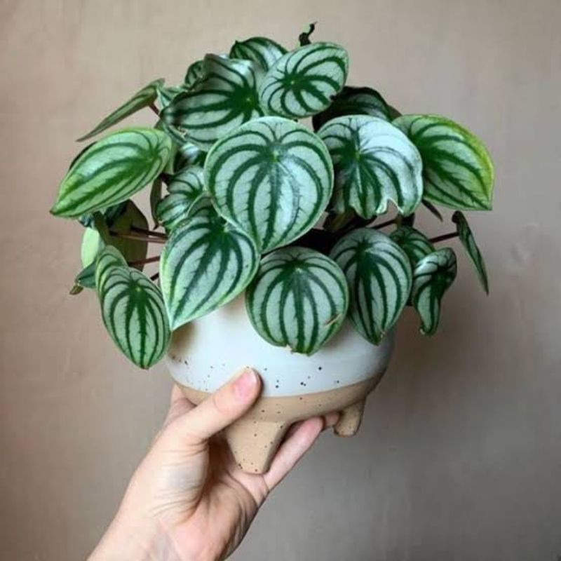 Jual Tanaman Hias Peperomia Watermelon Tanaman Peperomia Tanaman Hias Watermelon Indonesia Shopee Indonesia