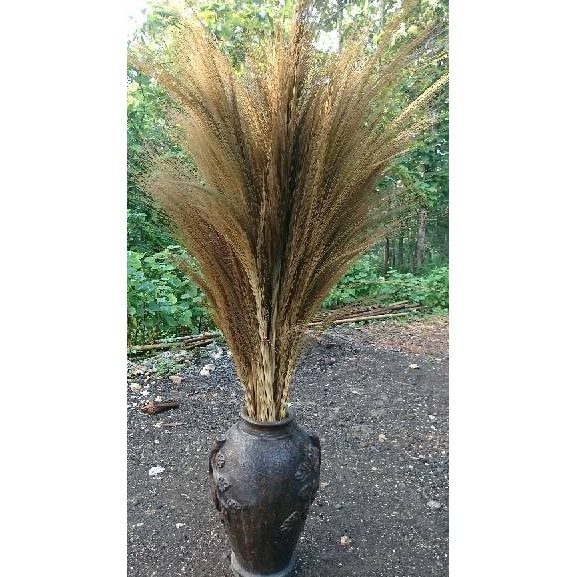 >X68) PAMPAS LOKAL 10 pcs TANPA BULU/ RAYUNG / DRIED PAMPAS GRASS/ BUNGA KERING RUSTIK