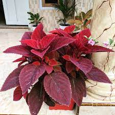 Tanaman Hias Red Coleus taman - miana - ingler - BAKUL KEMBANG