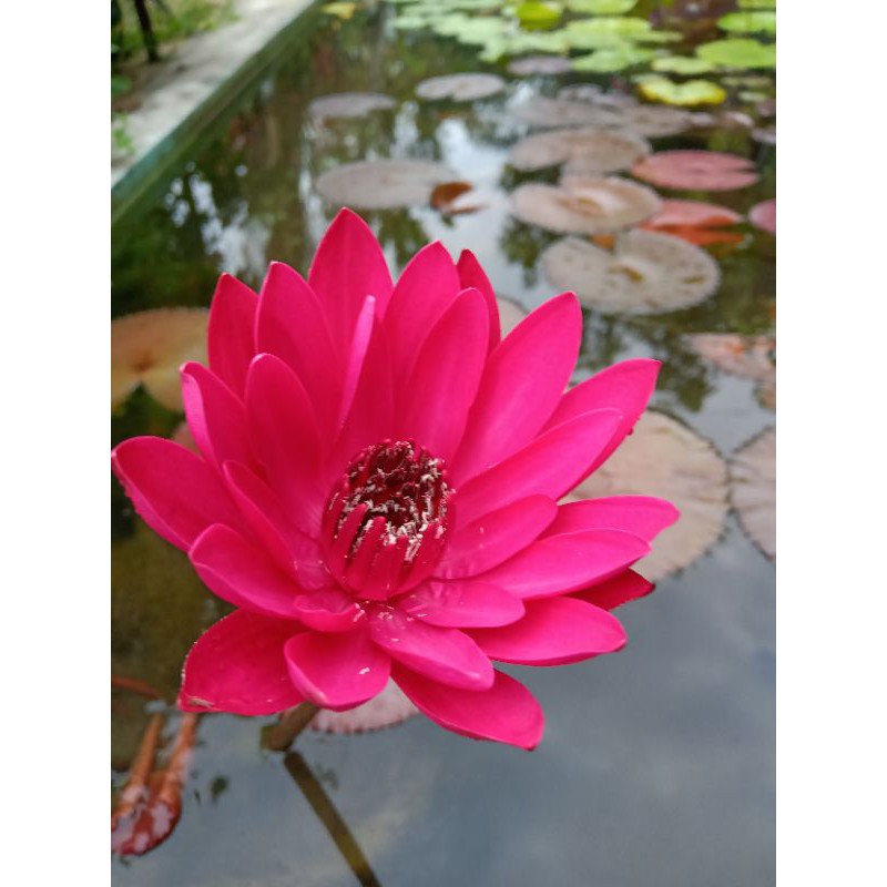 Bunga Teratai merah maroon beauty