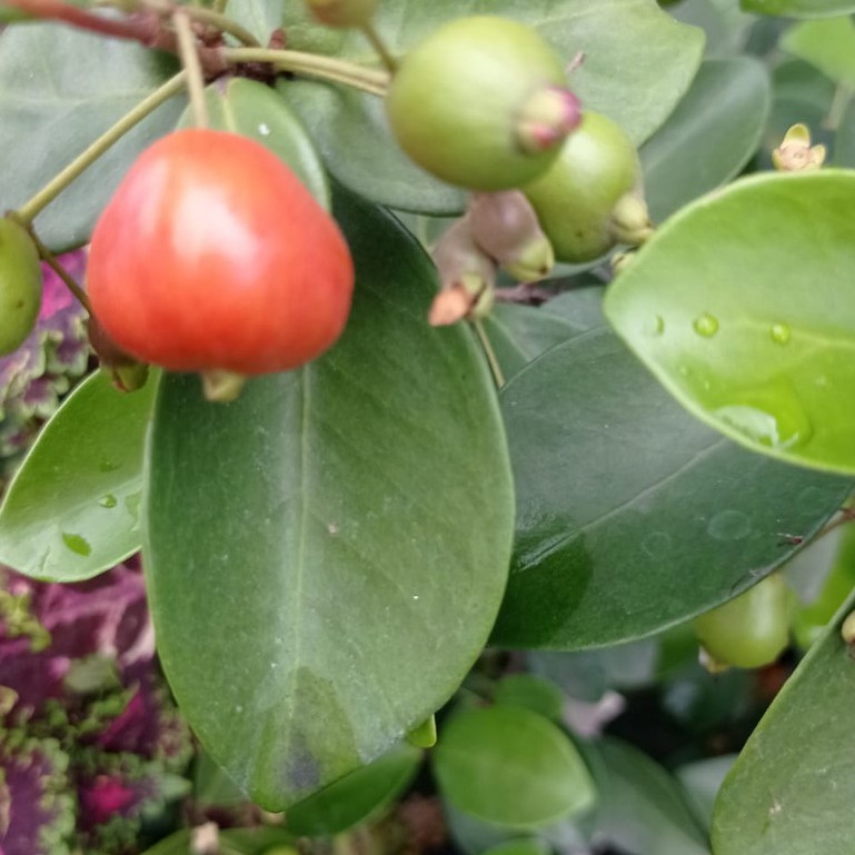 BIBIT BUAH TANAMAN BUAH CHERRY TANAMAN BERKUALITAS