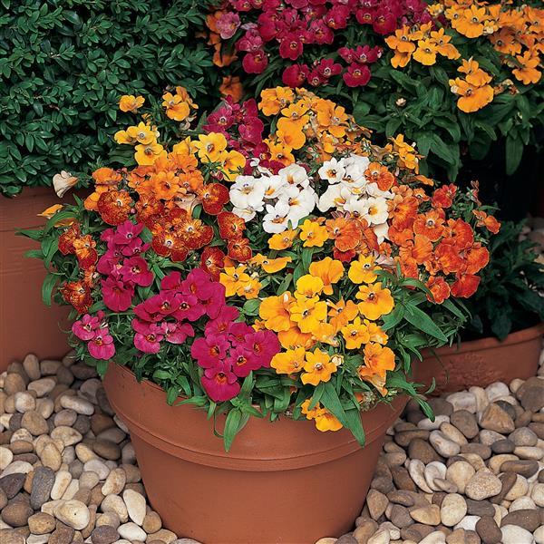 Benih Bibit Biji - Bunga Nemesia Carnival Mixture (Nemesia strumosa) Flower Seeds - IMPORT