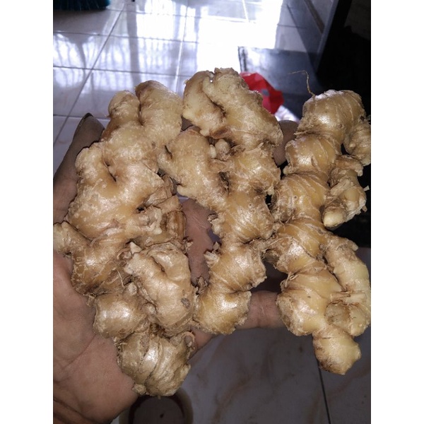 

Jahe emprit Segar Pilihan 1 Kg