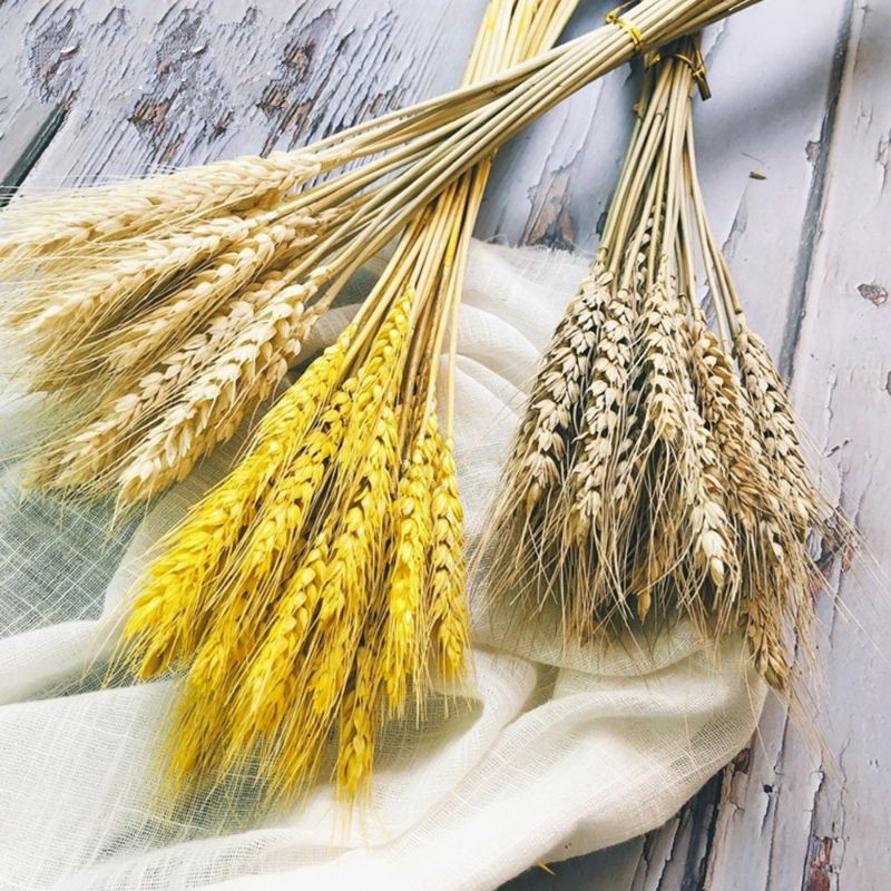 BUNGA KERING GANDUM  BUNGA GANDUM OAT WHEAT FLOWER IMPORT PROPERTI FOTO PHOTOPROPS  BUNGA ARTIFICIAL-1