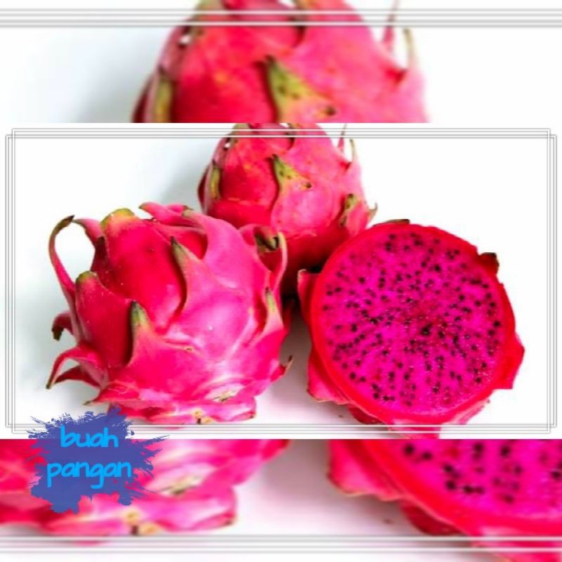 

buah naga merah