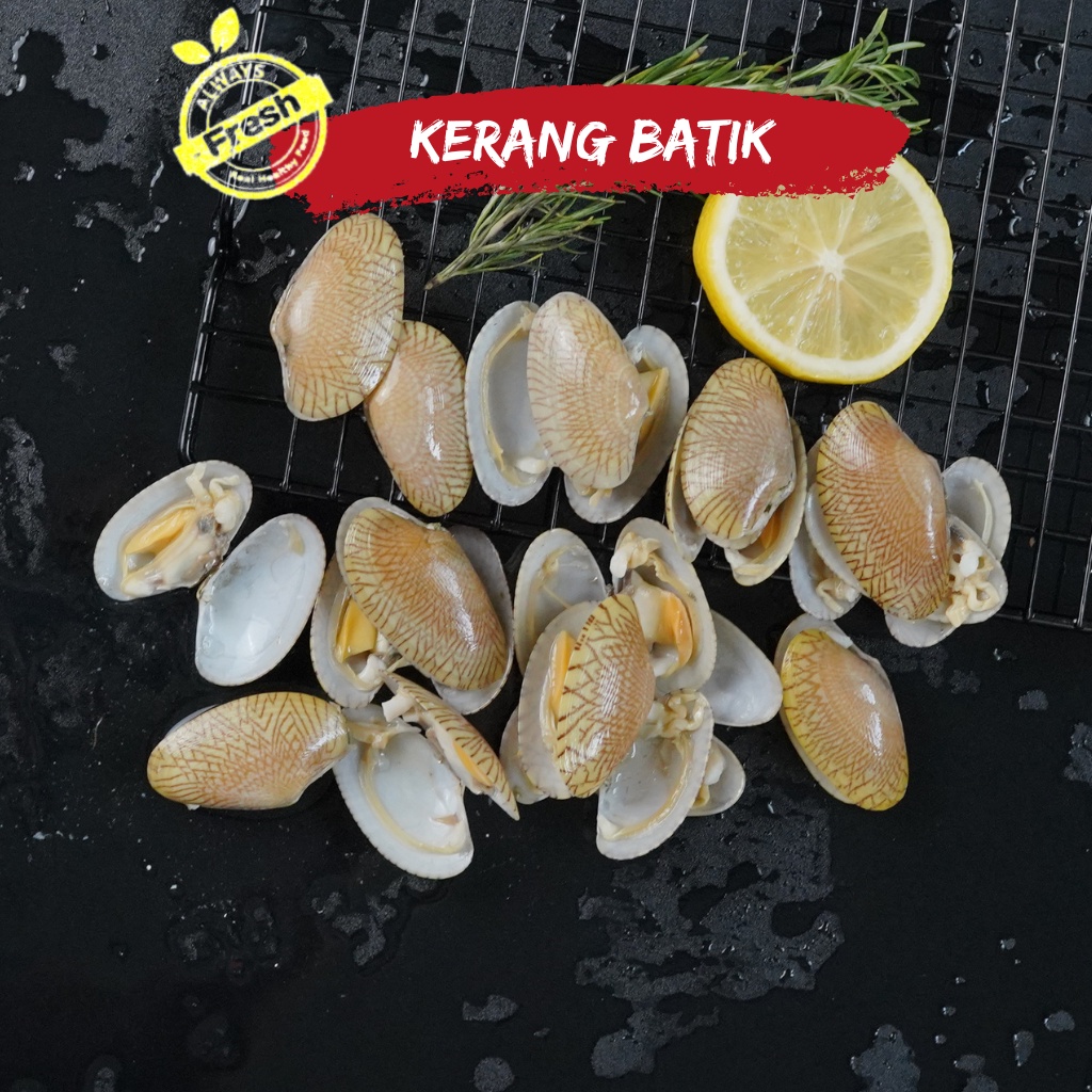 

Kerang Batik Fresh Frozen Termurah