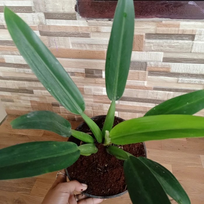 tanaman hias philodendron eceng gondok/philo katak