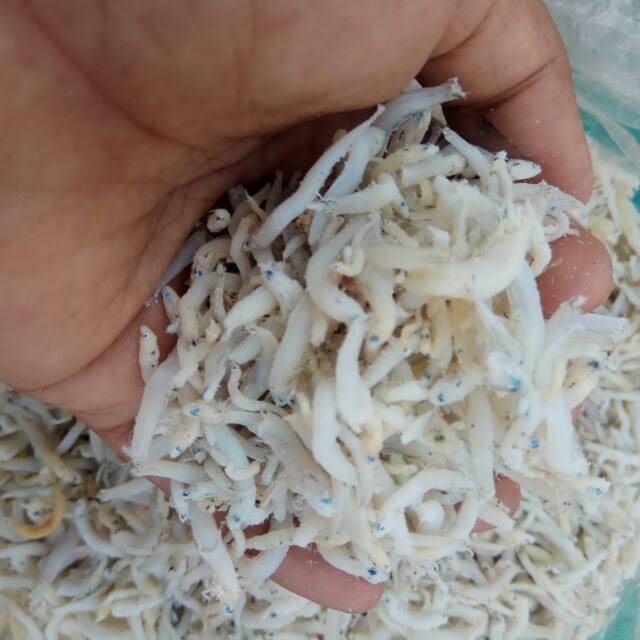 

Ikan teri/asin