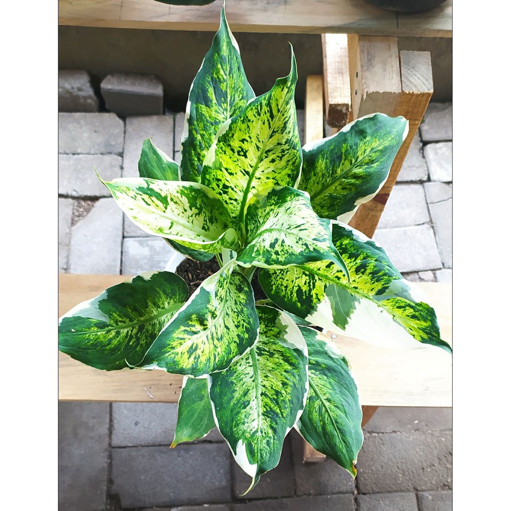 Diven Lukisan Cinta Tanaman Hias Aglonema Diven Lukisan Cinta Tanaman Berkualitas