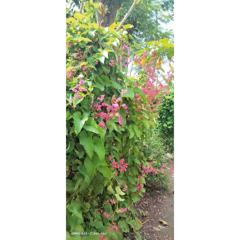 bibit tanaman bunga Air Mata Pengantin (AMP)