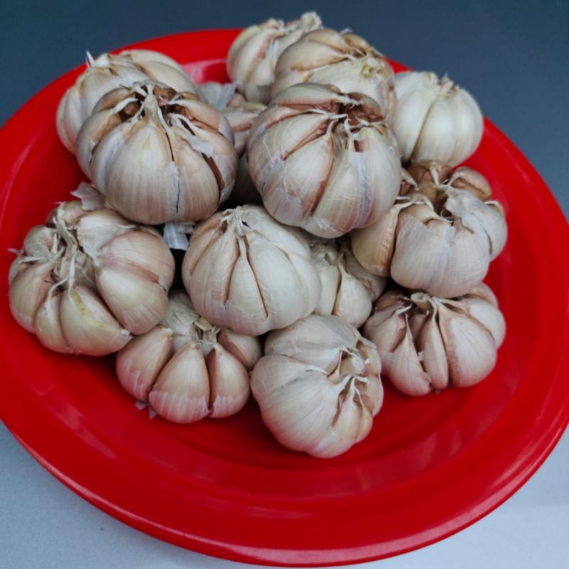

bawang putih banci bagus