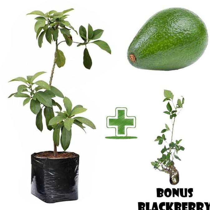 *_@ Tanaman Bibit Alpukat Tanpa Biji Bonus Blackberry Kw Import
