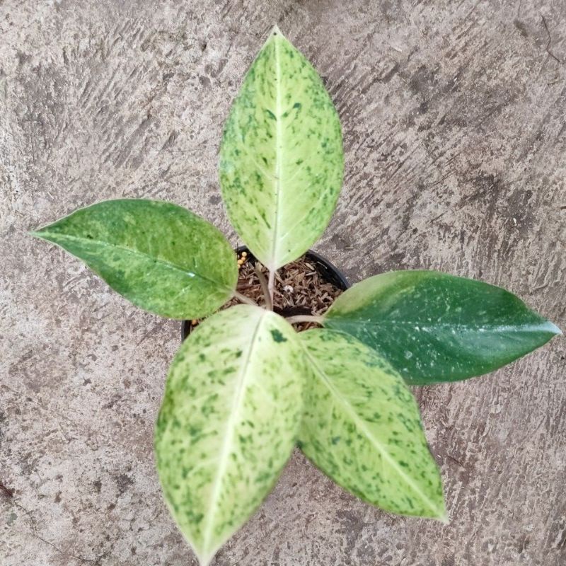 aglonema bigroy putih