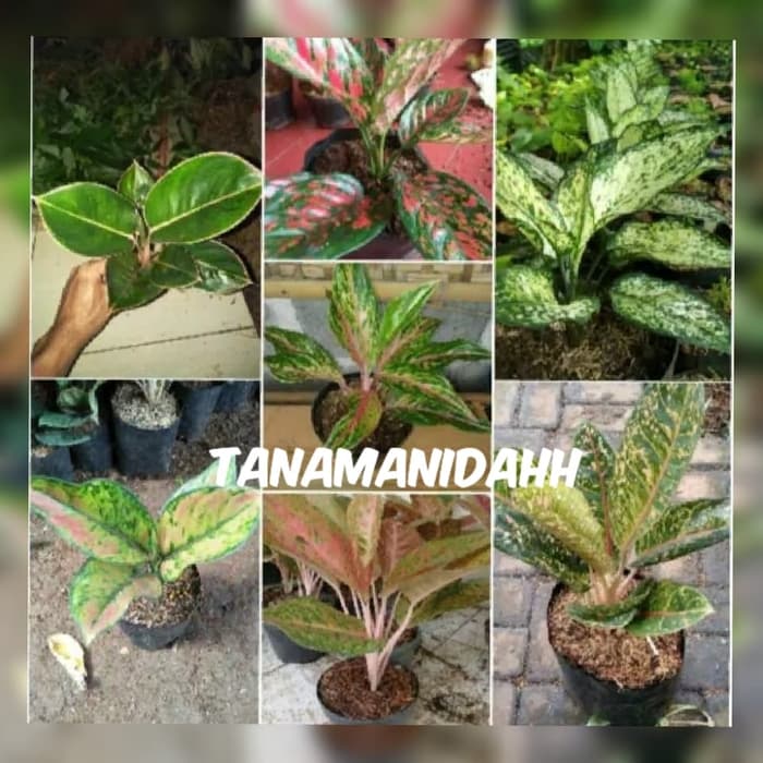 7 Paket Tanaman Hias Aglaonema Paket Pohon Aglaonema