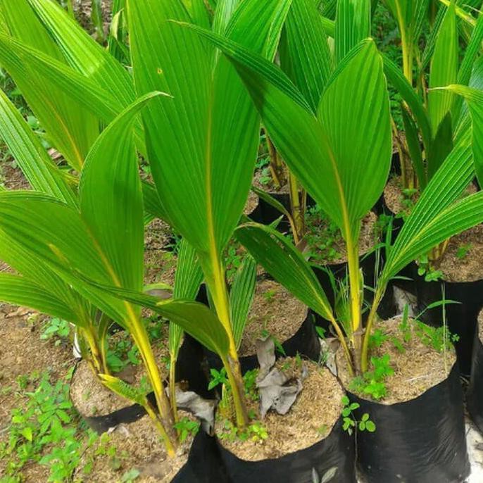 Pohon Kelapa Gading, Pohon Kelapa Kuning, Tanaman Buah Kelapa Mdh