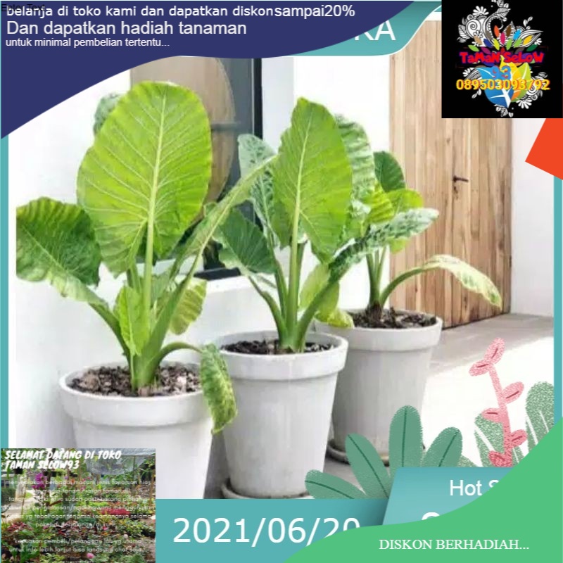 Tanaman sente/pohon sente/sente hijau