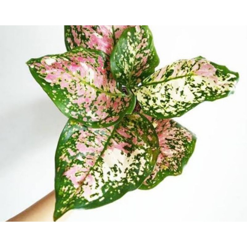 AGLAONEMA TRI COLOUR