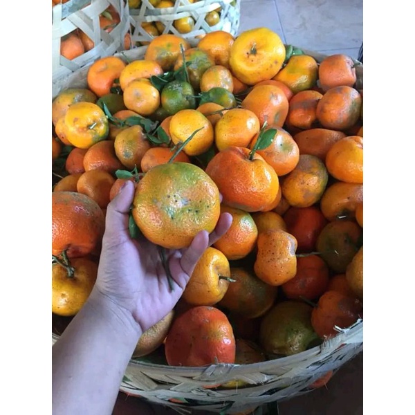 Bibit Tanaman Jeruk Keprok Batu 55  Malang Buah