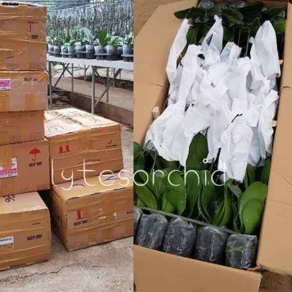 Hot Sell - Anggrek bulan import taiwan berbunga