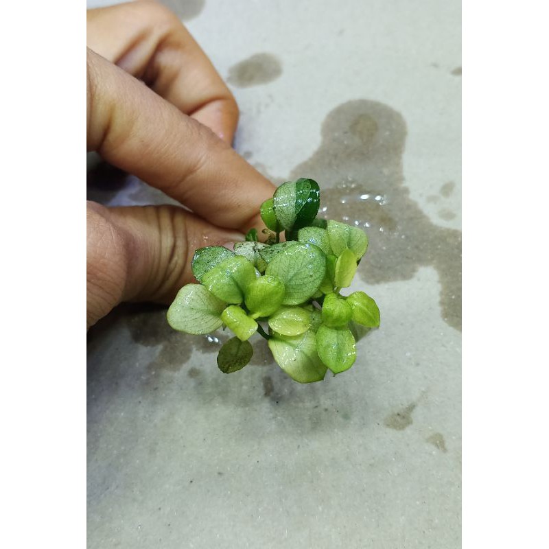 anubias white panda cabang 2