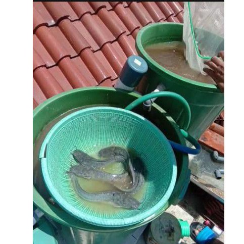 Bibit lele sangkuriang ukuran 15-16 cm