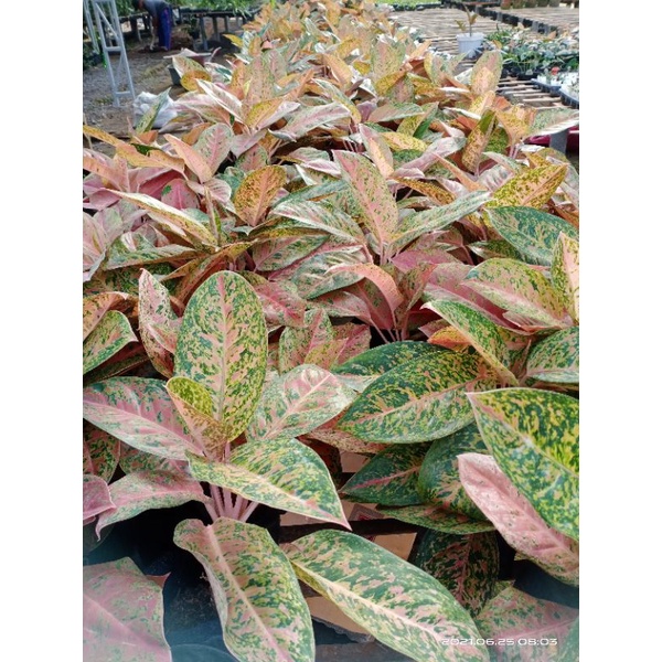 Aglonema Big Roy murah