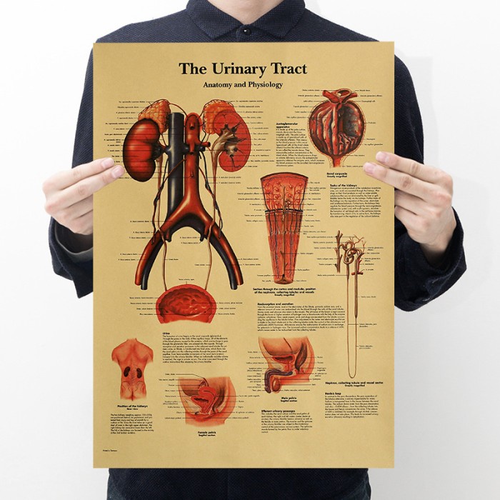 Jual Poster Dinding Wall Poster Edukasi Biologi Ginjal And Saluran