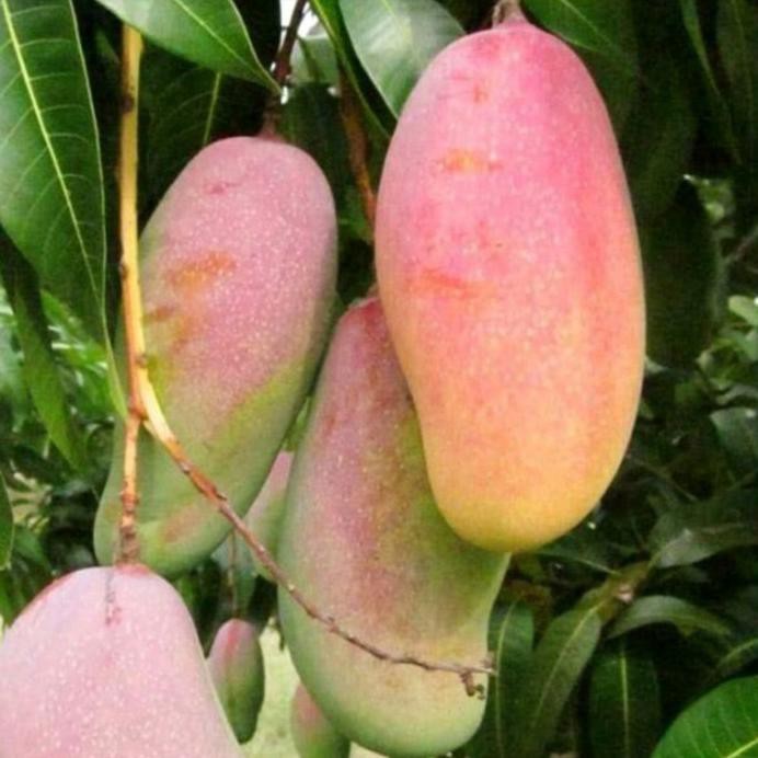 Bibit Buah Mangga Mahachanok Pelangi *_*
