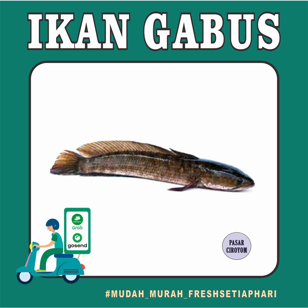 

IKAN GABUS FRESH MURAH BANDUNG / SEAFOOD