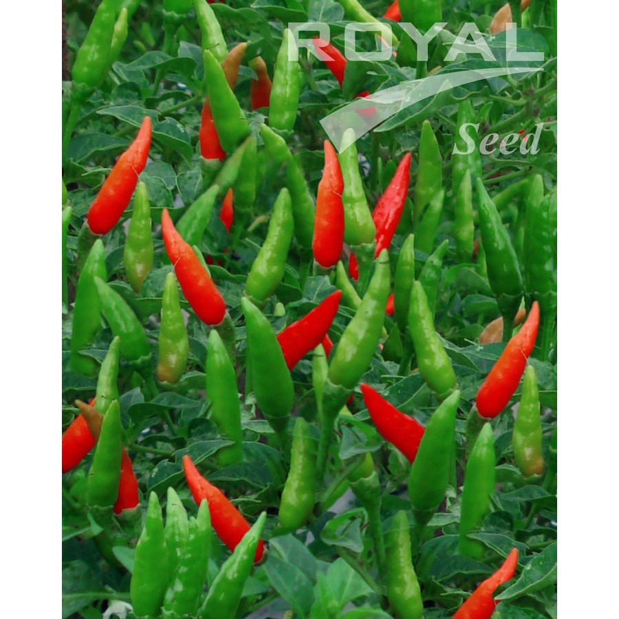 Benih CabeRawit Hijau cabe Unggul 50 biji