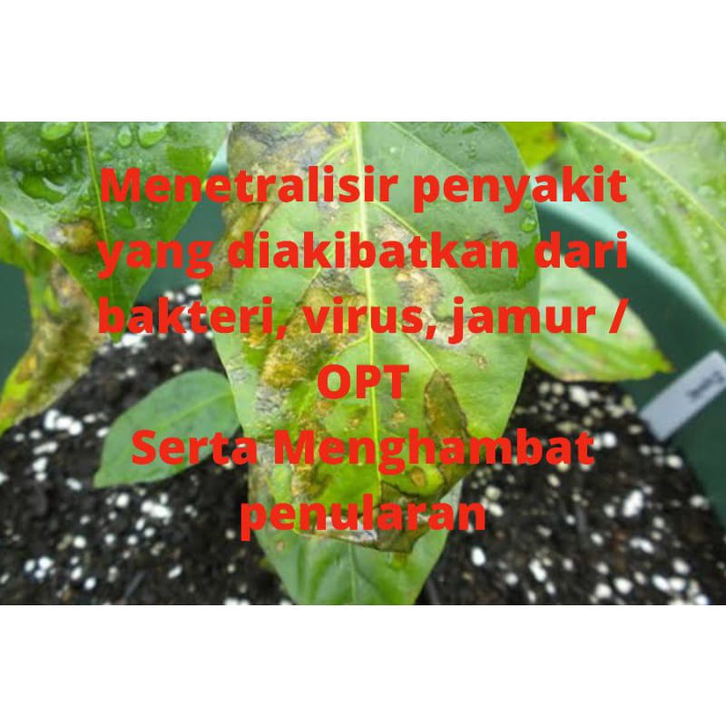OBAT PEMBASMI HAMA TANAMAN | ORGANIK SPRAY PESO 500ml