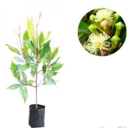 Bibit cengkeh zanzibar super