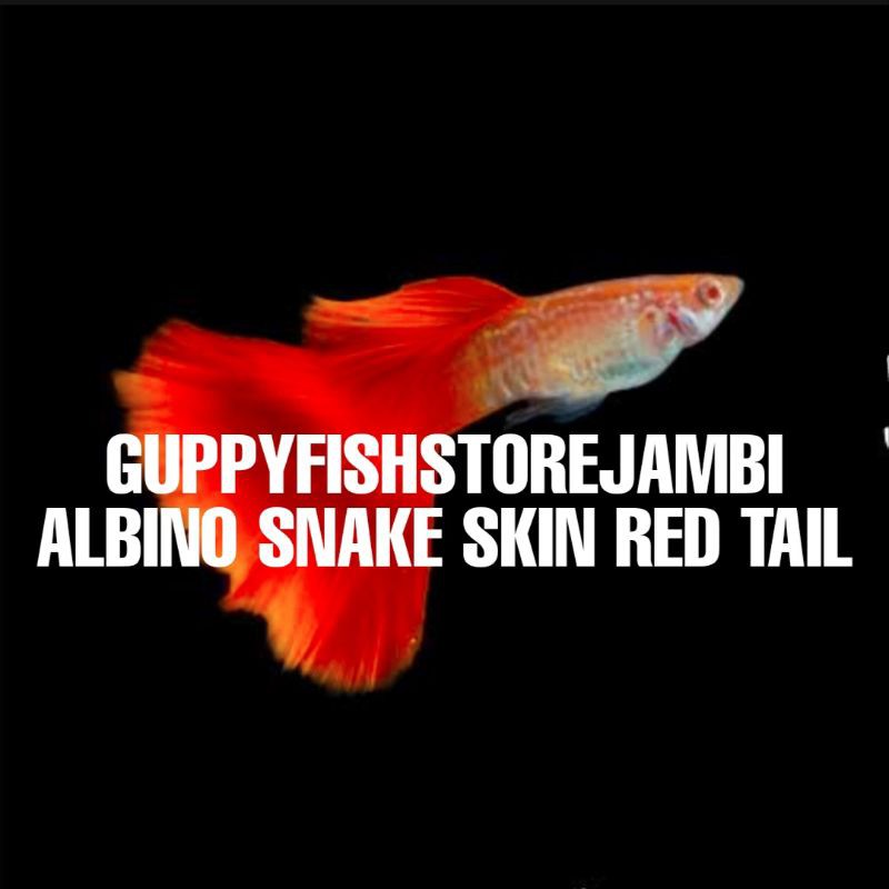 Ikan Hias Guppy Albino Snake Skin Red Tail Indukan Grade A.