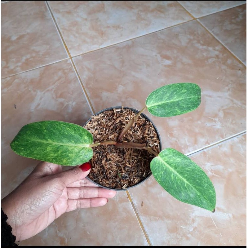 PHILODENDRON PAINTED LADY