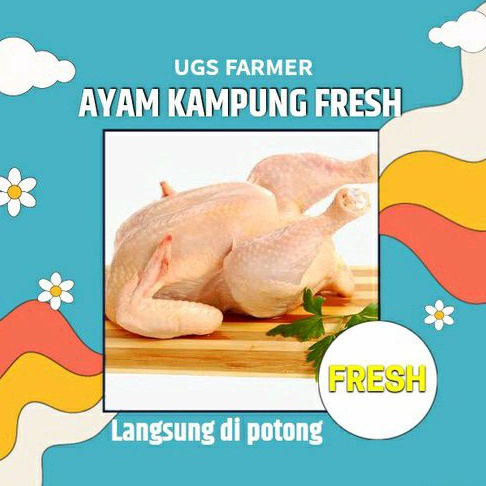 

Ayam kampung bisa langsung potong atau hidup (fresh)