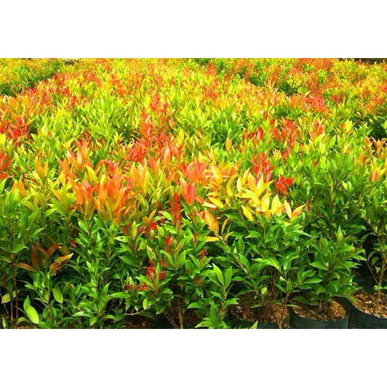 Tanaman Pucuk Merah -Tanaman Hias Hidup-