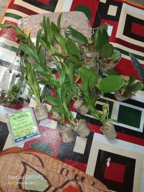 Anggrek Bulan Taiwan Remaja Paket 5pcs