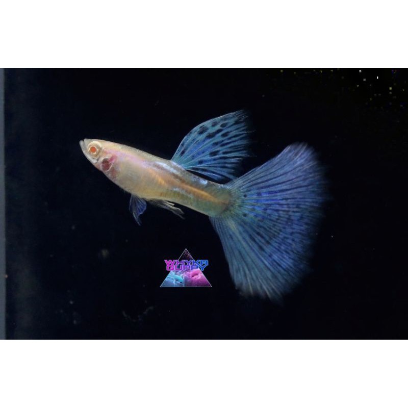 

Ikan Guppy Albino Blue Grass