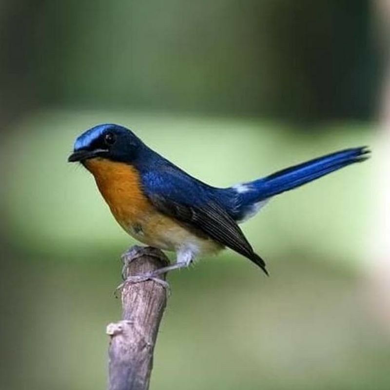 Burung Tledekan Gunung Ori Banyuwangi