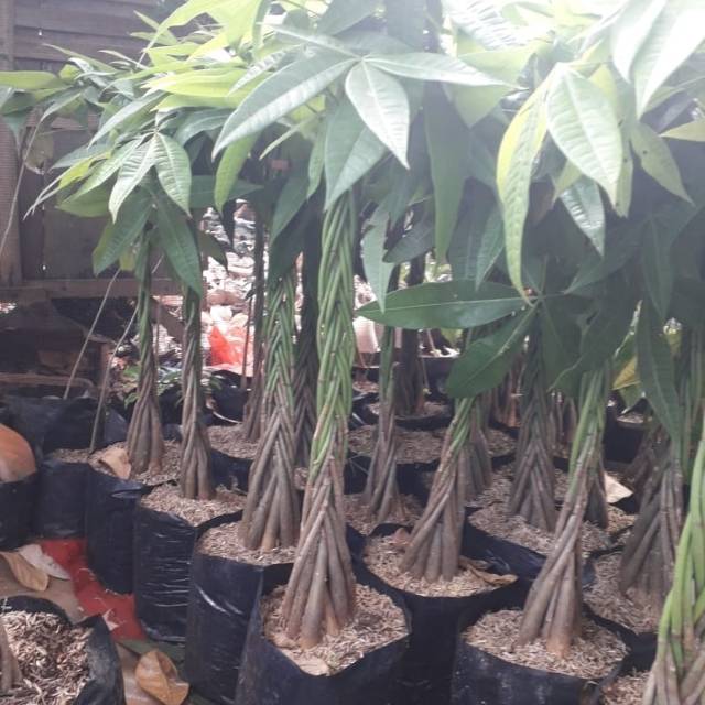 Tanaman hias pachira _pachira kepang 6 - tanaman uang