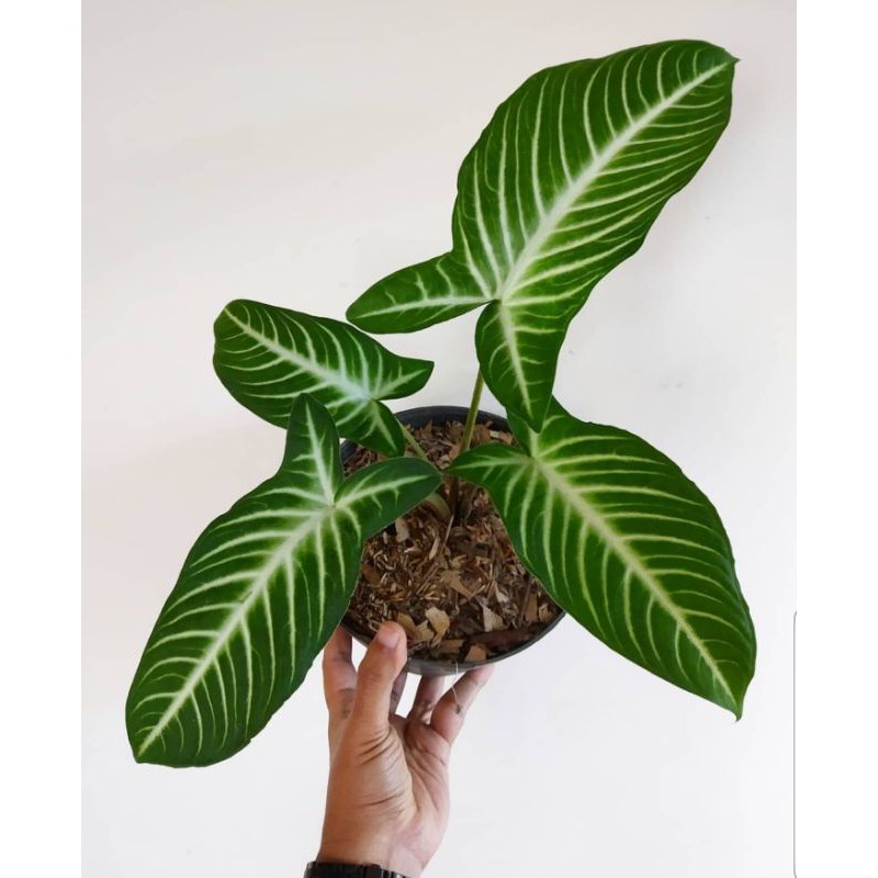 Tanaman Hias Antasoma | Caladium Xanthosoma Lindenii