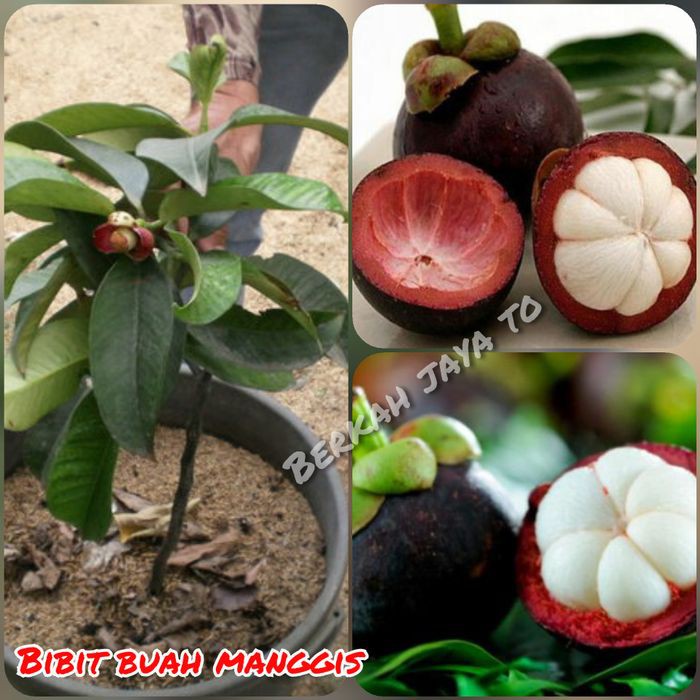 bibit BUAH MANGGIS OKULASI - CEPAT BERBUAH Tambulapot COD