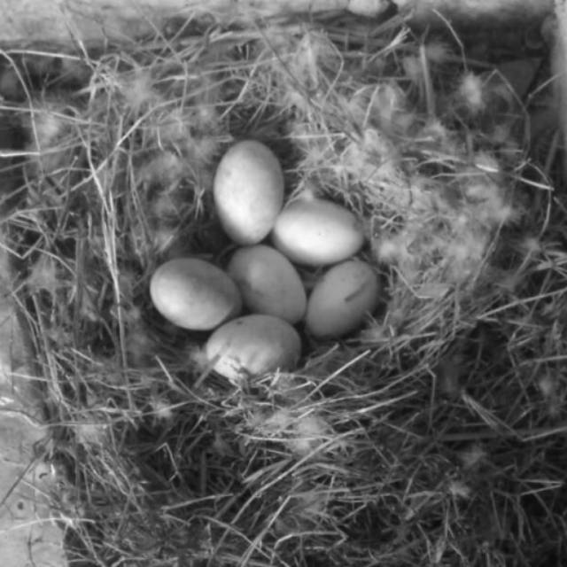 

TELUR SOANG / ANGSA BUSUK