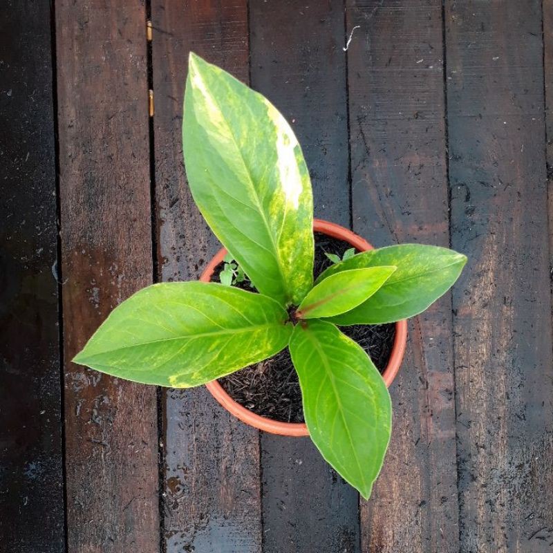 Jemani Varigata Mangkok Tornado