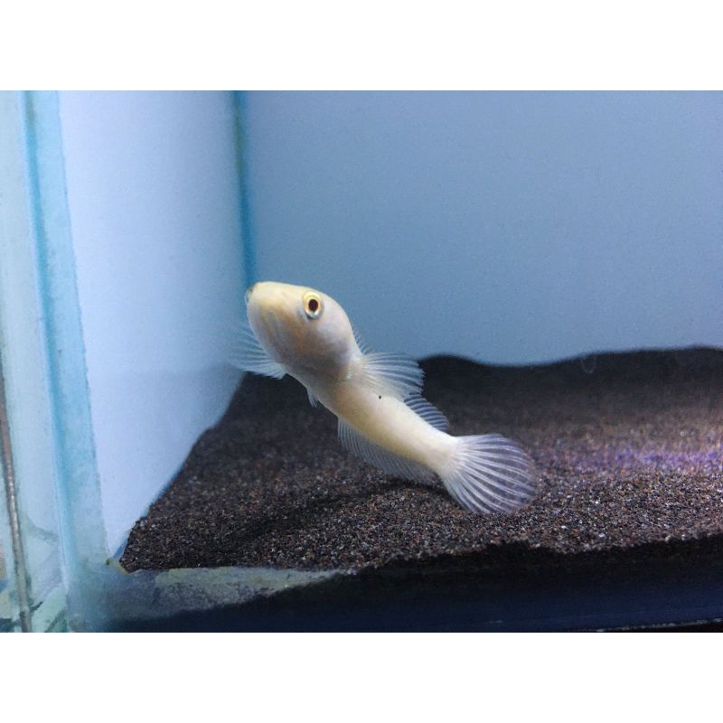 LIMBATA ALBINO MATA MERAH