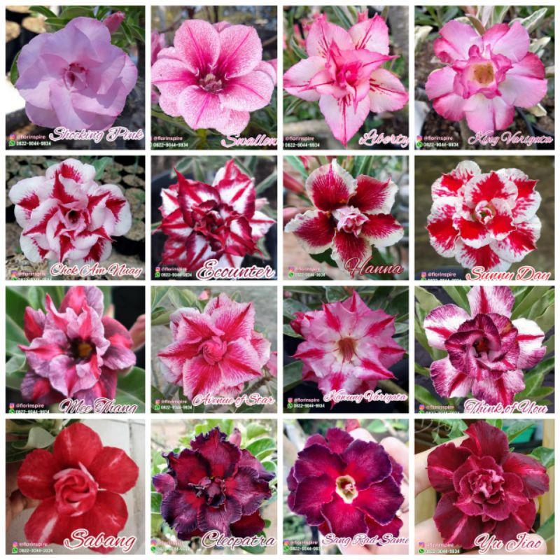 Paket 10 Pohon Grafting ADENIUM BUNGA TUMPUK