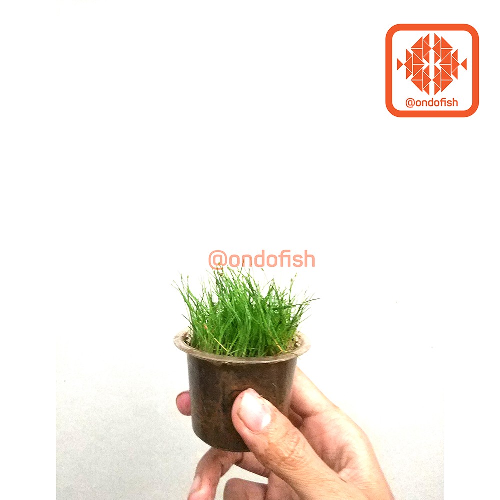  Tanaman  aquascape  Hairgrass cup full air  Shopee Indonesia